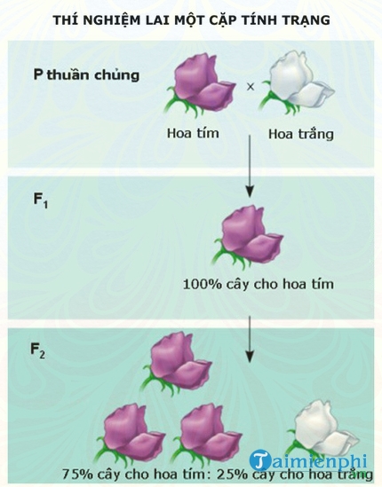 bai tap lai mot cap tinh trang cua menden