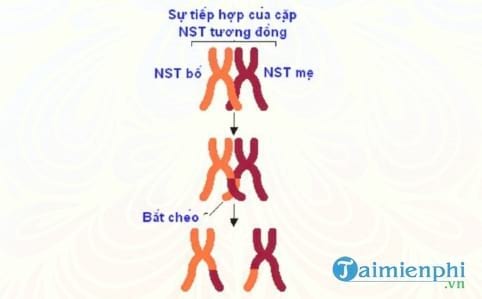 bai tap lien ket gen va hoan vi gen