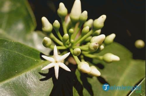 nhung bi mat ve the gioi thuc vat