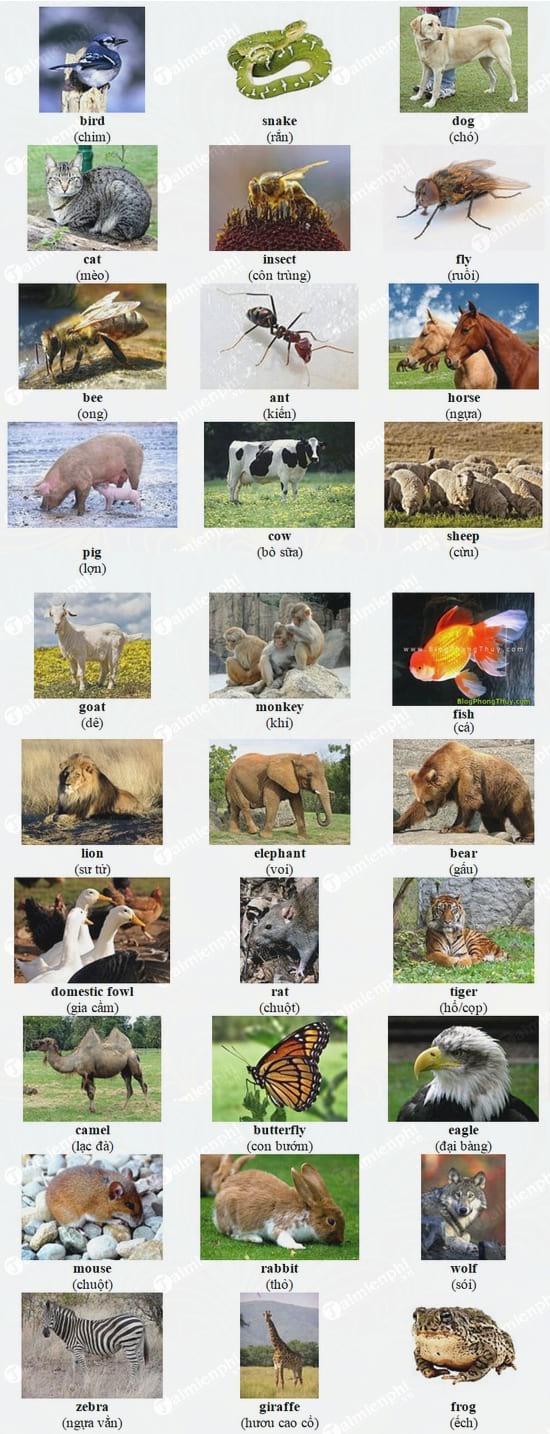 tu dien tranh cho cac be lop 1