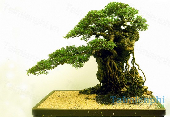 download cach chon hoa cay canh dep