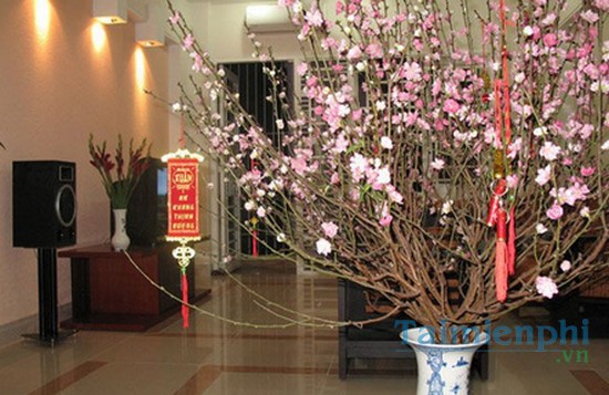 download cach chon mua dao dep tuoi lau