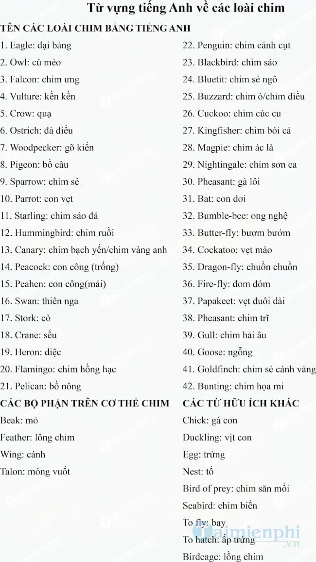 Từ vựng tiếng Anh về các loài chim