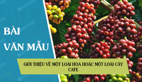 gioi thieu ve mot loai hoa hoac mot loai cay cafe