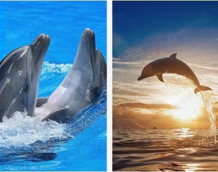 dolphins live wallpaper