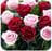 download Rose Wallpapers Cho Android 
