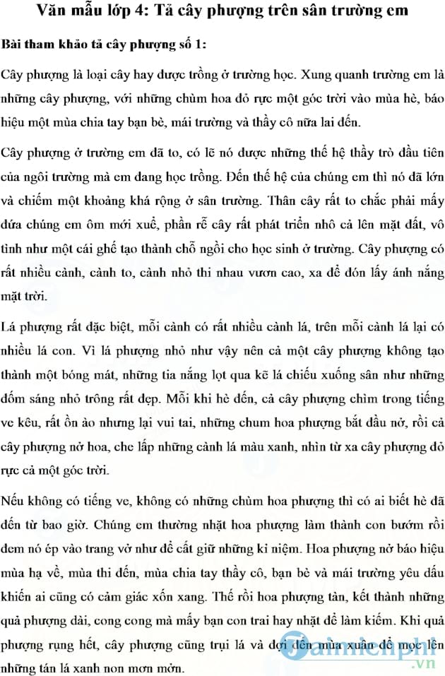 Văn mẫu Tả cây phượng trên sân trường
