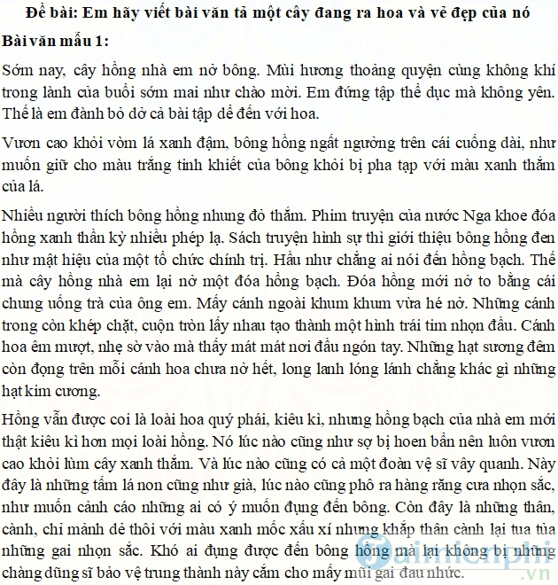 Tả cây hoa hồng đang ra hoa