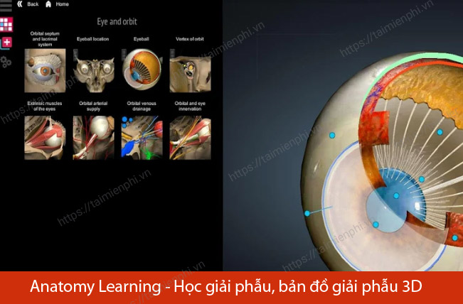 tai anatomy learning